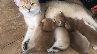 Кошки: Шотландская вислоухая, Самец, Самка, В добрые руки, Доставка в районы, Самовывоз, Бесплатная доставка — 5