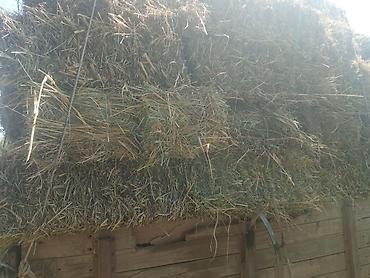 уй базар: Продаю тюки клевер.разнотравие.1.2 укос — 6