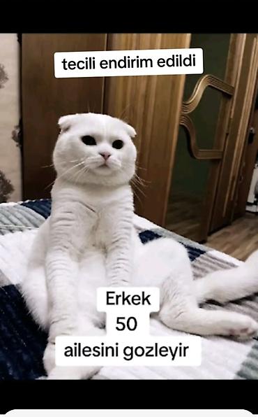 bala pisik qiymetleri: Şotland yastı qulaq, Erkək, Yaxşı əllərə, Ödənişli çatdırılma — 1