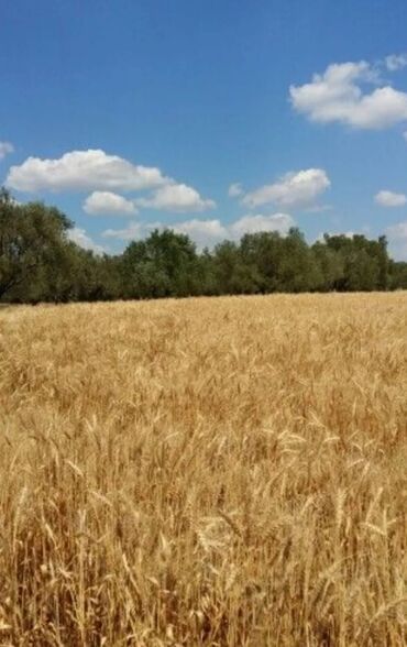 Torpaq sahələrinin satışı: Kənd təsərrüfatı -da lalafo.az — 15 Torpaq sahələrinin satışı: Kənd təsərrüfatı — 15