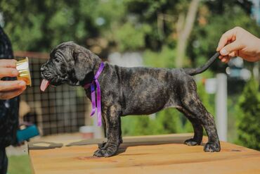 sirena haljina likra: Postanite vlasnik jednog od naših vrhunskih Cane Corso štenaca