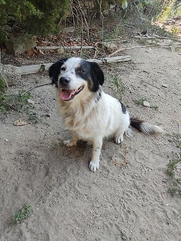 Zvonok, 1 il, Dişi lalafo.az -da Zvonok, 1 il, Dişi