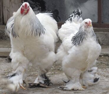 Животные: Продаю цыплят 2 месячных. 1. Брама 2. Джерсийский Гигант 3. Орпингтон