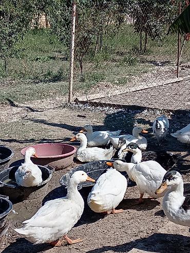 brama toyuqlari satisi: Ağ pekin ördekleri satılır 10azn Əsil ətlikdirlər Sort ördeyler — 3
