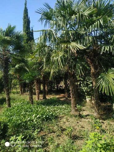 Palma: Salam palma ağacları 1m-6m (1m 3 eded, 2m-2 eded, 4m-3 eded, 5m-7
