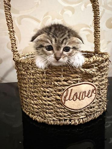 цена вислоухих котят: Шотландские вислоухие котята (Scottish Fold) Очаровательные — 3