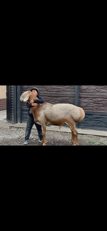 Үй жаныбарлары: Сатам | Кочкор (эркек) | Арашан | Көбөйтүү үчүн | Жасалма жол менен боозутуу