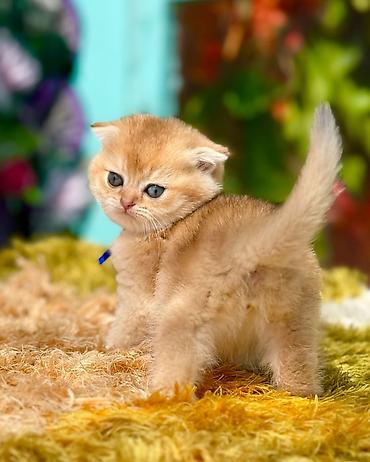 Pişiklər: Şotland — 13