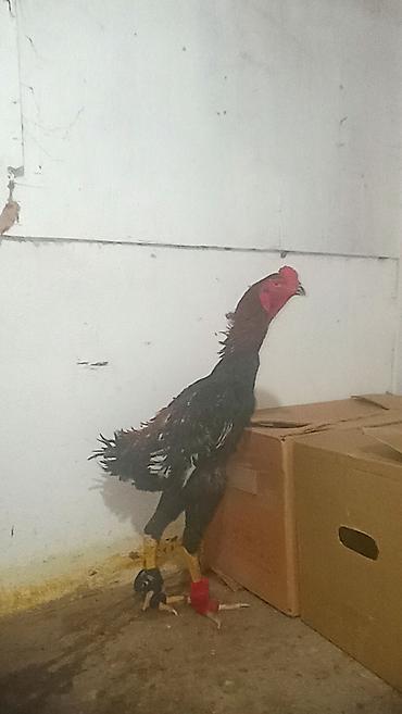 it satisi afcarka: Xoruz, Heyratı, il: 1, Ünvandan götürmə — 5