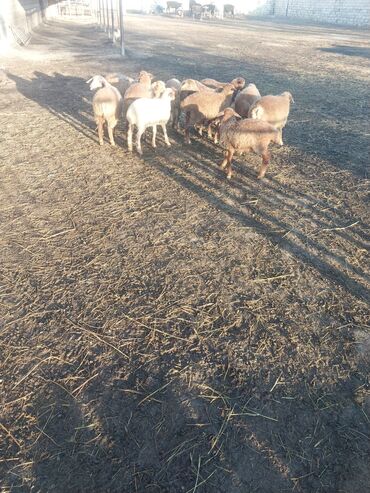 sudluk inekler satisi: Məhsul: .Saxlamali saglam quzulardi 12 dənə quzudu biraz endirim olar at lalafo.az sudluk inekler satisi: Məhsul: .Saxlamali saglam quzulardi 12 dənə quzudu biraz endirim olar