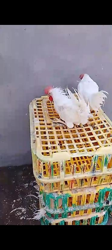 ucuz quslar: Toyuq cücələri, Damazlıq — 1