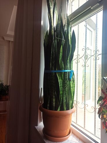 Otaq bitkiləri: Satılır: ev otaq gülləri kolleksiyası - Sansevieriya (Qaynanadili) – — 1