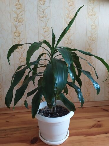 ordubad masin elanlari: Otaq bitkiləri kolleksiyası – dekorativ iri saksı güllər 1) Dracena