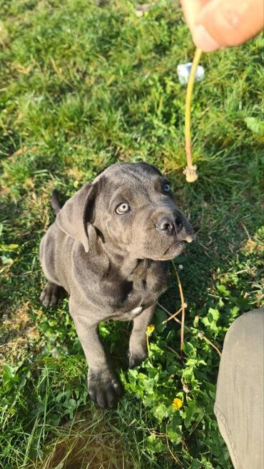 Psi: Prodajemo štence CANE CORSO vhunskog izložbenog kvaliteta sa — 7