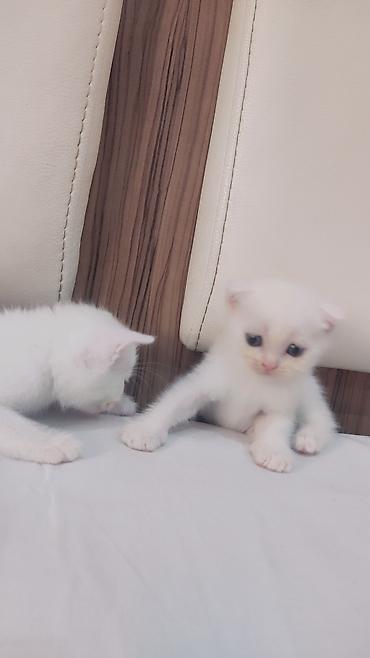 ağ pişik: Yaxşı əllərə — 6