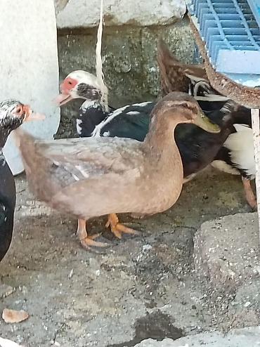 akvarium az: Muscovy ördəkləri (indo-ördəklər) – müxtəlif rəng çalarlarında Məhsul — 7