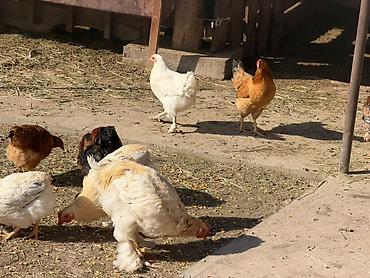 купить цесарок: Продаю | Куры | Домашняя | Несушки — 1