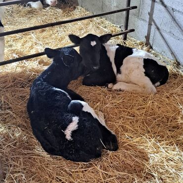 теленки или телята купить: Продаю | Музоо, торпок | Голштин, Швицкая, Айрширская | Для разведения, Для молока | Племенные, Искусственник