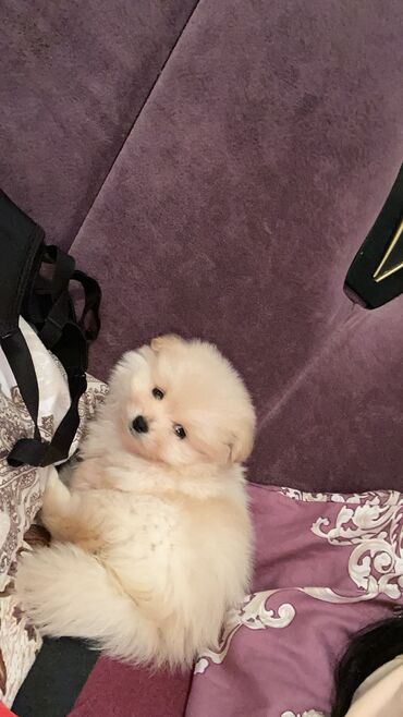 той пудель цена в баку: Шпиц, 2 месяца, Самец, Самовывоз