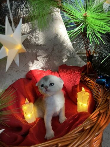 Pişiklər: Britan, Erkək, Dişi — 13