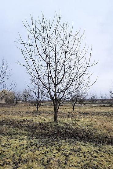 Şitillər: 🔥 QUBADA HAZIR GƏLİR GƏTİRƏN GİLAS BAĞI SATILIR! 🍒 Əgər həm — 6