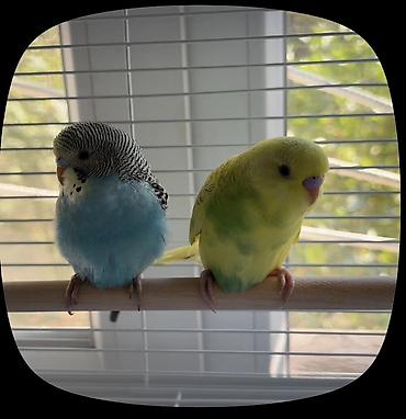 купить куры бройлеры: 🦜 Продаётся жёлтый попугай! Продаю попугая, который умеет — 1