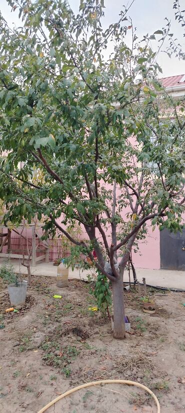 Həyət evləri və villaların satışı: Mehdiabad 4 otaqlı, 140 kv. m, Kredit yoxdur, Yeni təmirli -da lalafo.az — 5 Həyət evləri və villaların satışı: Mehdiabad 4 otaqlı, 140 kv. m, Kredit yoxdur, Yeni təmirli — 5