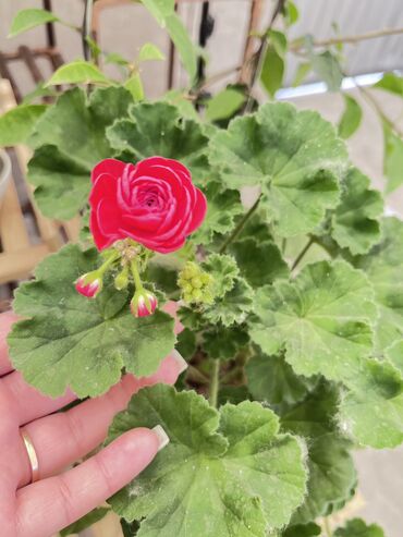 Другие услуги: Продаю цветы😍 Очень много разных 🪴🎋🍃🌱 Антуриумы Спатифиллум Алоказия — 23