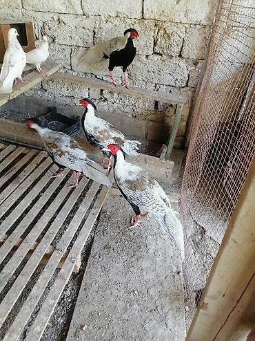 qara qurd: Satılan məhsul müxtəlif dekorativ və təsərrüfat quşlarıdır. Şəkillərdə — 2