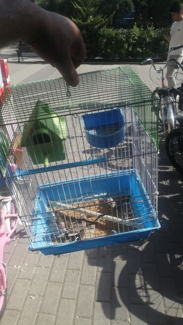 Tutuquşları: Bala Valnisti 9azn Boş qəfəs 9azn 1 bala quş +Qəfəs +Suqabı+Yemqabı — 2