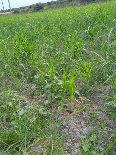 Torpaq sahələrinin satışı: 36 sot, Kənd təsərrüfatı, Kupça (Çıxarış) — 21