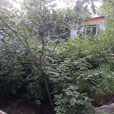 Продажа дач: Продаю домрасположен в с.Беш кунгей,Ст"Трудовой отдых" 67,красная — 11