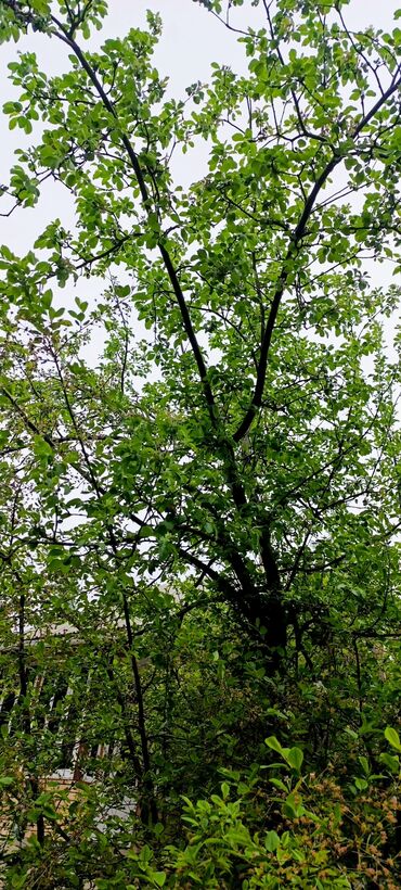 Продажа домов: Дача, 20 м², 6 комнат, Собственник, Евроремонт — 21