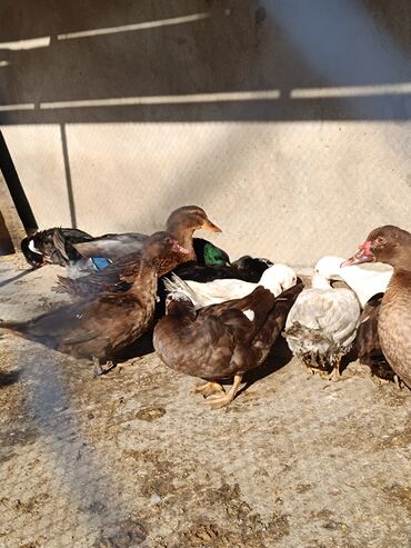 Ördəklər: 2 eded 6 ayliq yaxshi beslenmish ruan ordek(erkek dishi)cutu 125azn 5 -da lalafo.az — 19 Ördəklər: 2 eded 6 ayliq yaxshi beslenmish ruan ordek(erkek dishi)cutu 125azn 5 — 19