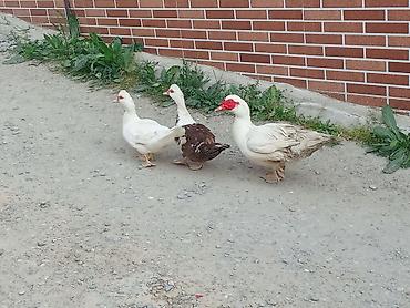 qara toyuq quşu: Salam cavan heyvanlardı damazlığ hevanlardı (1 xoruz 2 fərə ördək ) — 2
