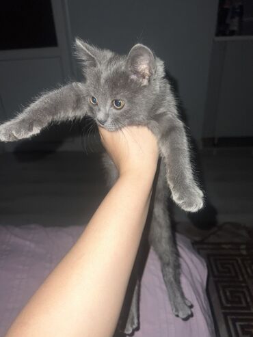 кошка маленкий: 2 месяца, Девочка, Приучена к лотку