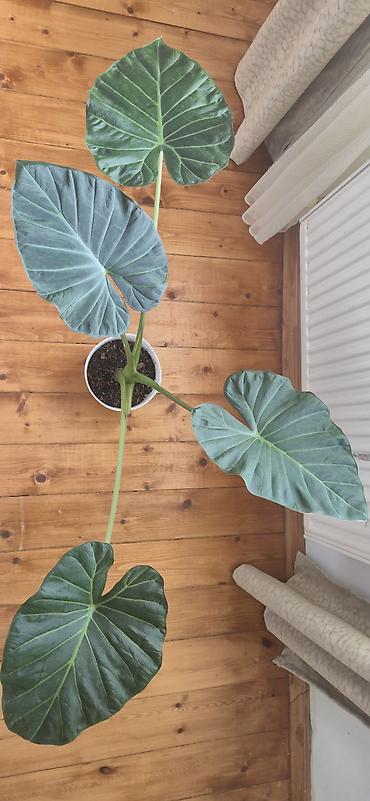 yaz gulleri sekilleri: Alocasia Regal shield. Yarpağı 2 el böyüklüyündedir. Bazar günü metro — 3
