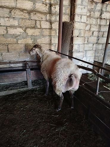 balaca ag itlər: Qoyun – yerli quyruqlu tip - Cins tipi: yerli yağlı quyruqlu (quyruq — 1