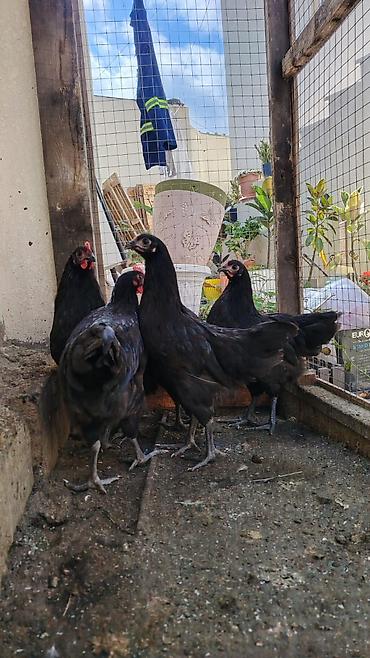 arı satisi: Toyuq, Australorp, Ətlik — 1
