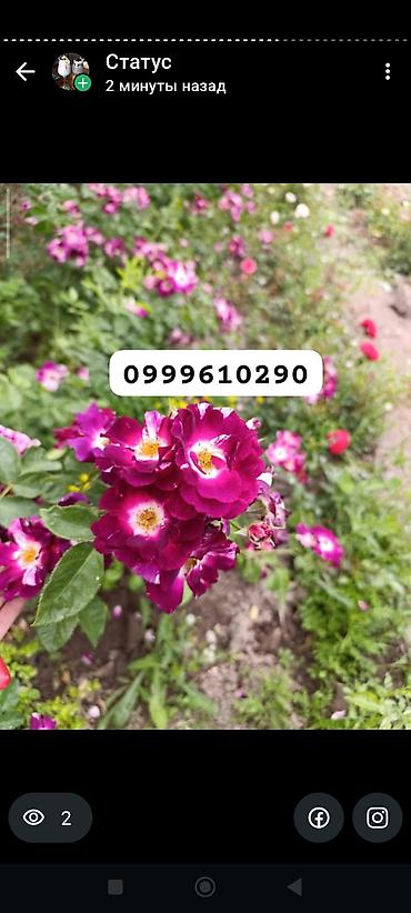 Роза: Саженцы — 35