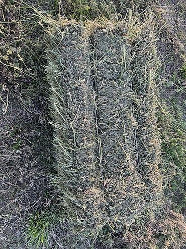 Корма для с/х животных: Люцерна (кормовая трава) — скошенная и высушенная для заготовки — 7