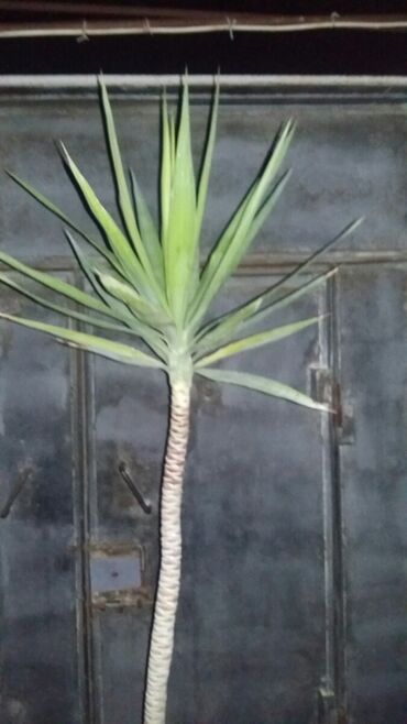 Palma: Uzunluqu 2m cox olan palma novu.Govdeden iki balaca palmalar da