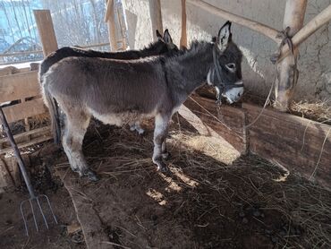 Другие животные: Эшек сатылат эркек базар-коргон до