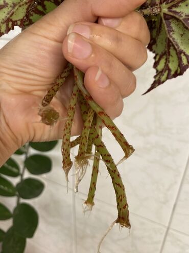 Otaq bitkiləri: Bu begoniya bitkisi yaşıl və tünd yaşıl ləkələrlə bəzədilmiş geniş — 6