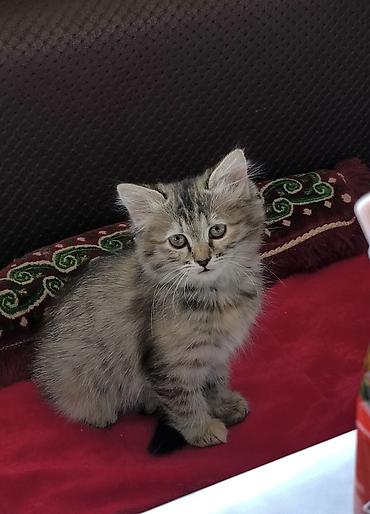 Отдам даром кошку: 3 месяца, Девочка, Приучена к лотку — 3