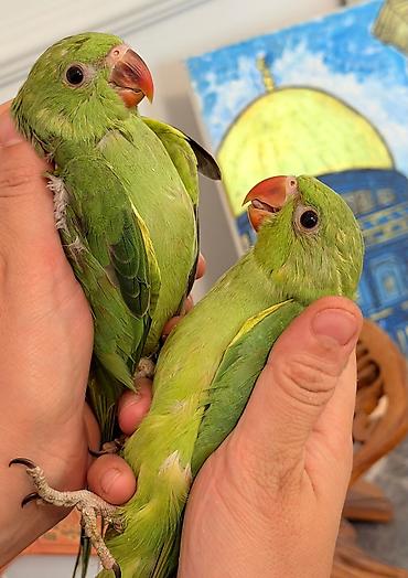 bulbul quşu satışı: Bala ojrelviler 5 dene var isdeyen buyursun wpirisle besleyirem temiz — 1