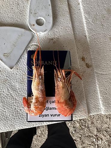 donuz heyvan: Çay krevetkası təmiz seçmə mal
Fərqli qiymətə yalnız topdan satış — 1