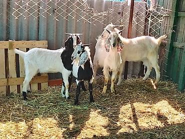 Козы, козлы: Продаю | Коза (самка), Козёл (самец), Козлёнок | Зааненская, Битал | Для разведения, Для молока | Племенные, Котные, Осеменитель — 11