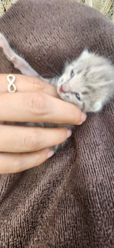 qarğa balası satılır: GÖYÇAYDA TƏCİLİ! Mavi gözlü cins pişik balası pulsuz verilir — 3