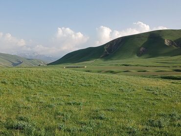 Сельхоз предприятия: Продаю Кошара, 50 соток, Действующий, Без оборудования, Электричество — 13